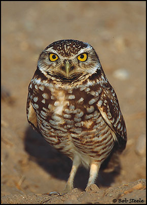 Burrowing Owl (Athene cunicularia)