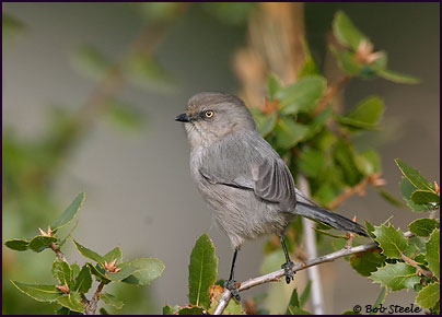 Bushtit (Psaltriparus minimus)
