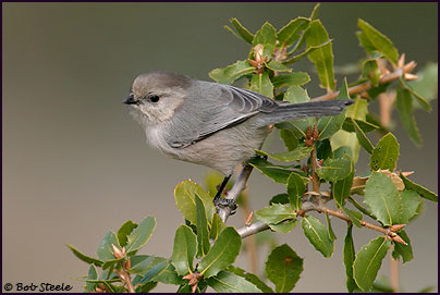 Bushtit (Psaltriparus minimus)