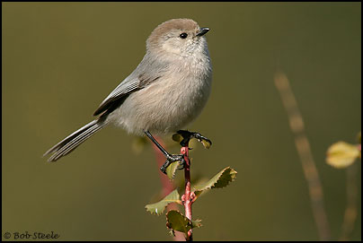 Bushtit (Psaltriparus minimus)