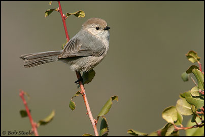 Bushtit (Psaltriparus minimus)