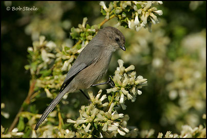 Bushtit (Psaltriparus minimus)