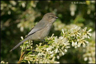 Bushtit (Psaltriparus minimus)