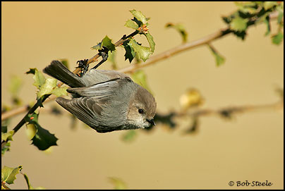 Bushtit (Psaltriparus minimus)