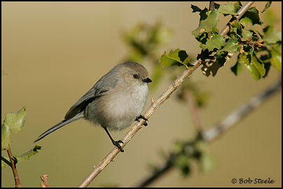 Bushtit (Psaltriparus minimus)