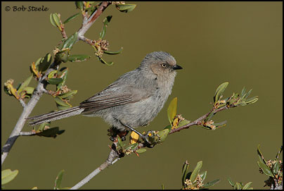 Bushtit (Psaltriparus minimus)