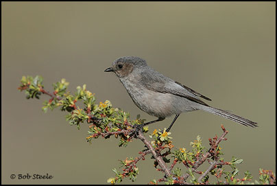 Bushtit (Psaltriparus minimus)