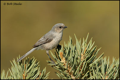 Bushtit (Psaltriparus minimus)