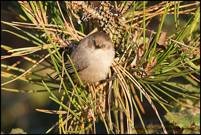 Bushtit (Psaltriparus minimus)