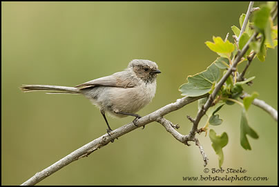 Bushtit (Psaltriparus minimus)