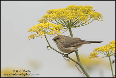 Bushtit (Psaltriparus minimus)