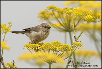 Bushtit (Psaltriparus minimus)