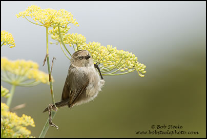 Bushtit (Psaltriparus minimus)