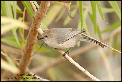 Bushtit (Psaltriparus minimus)