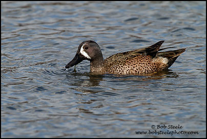 Blue-winged Teal (Anas discors)