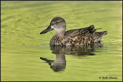 Blue-winged Teal (Anas discors)