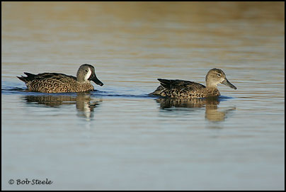Blue-winged Teal (Anas discors)