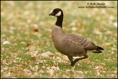 Cackling Goose (Branta hutchinsii)