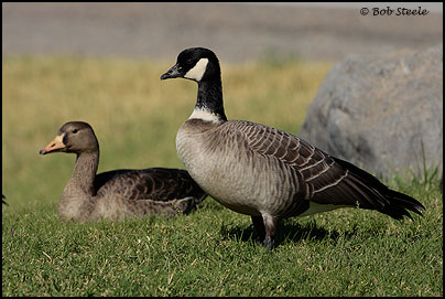 Cackling Goose (Branta hutchinsii)