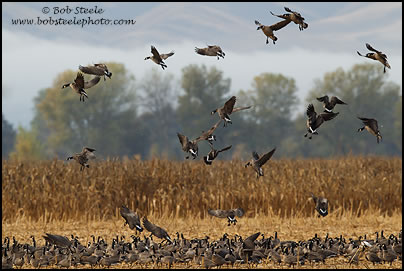 Cackling Goose (Branta hutchinsii)