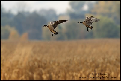 Cackling Goose (Branta hutchinsii)