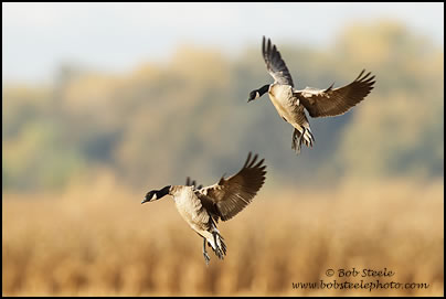 Cackling Goose (Branta hutchinsii)