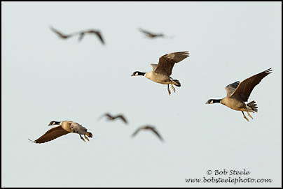Cackling Goose (Branta hutchinsii)