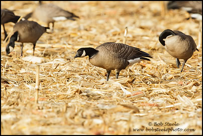 Cackling Goose (Branta hutchinsii)