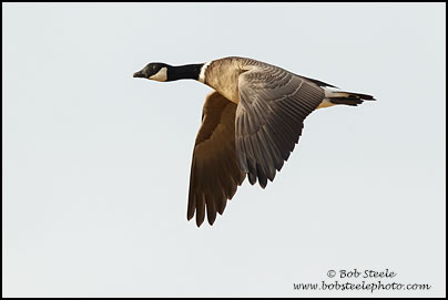 Cackling Goose (Branta hutchinsii)