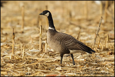 Cackling Goose (Branta hutchinsii)