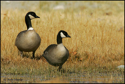 Cackling Goose (Branta hutchinsii )