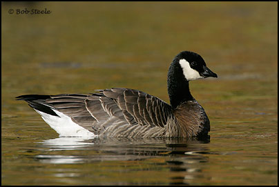 Cackling Goose (Branta hutchinsii )