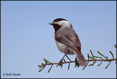 Carolina Chickadee (Poecile carolinensis)