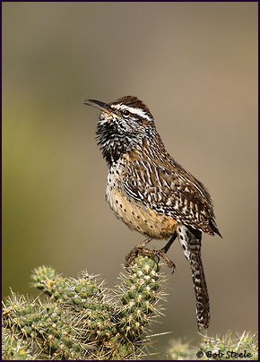 Cactus Wren (Campylorhynchus brunneicapillus)