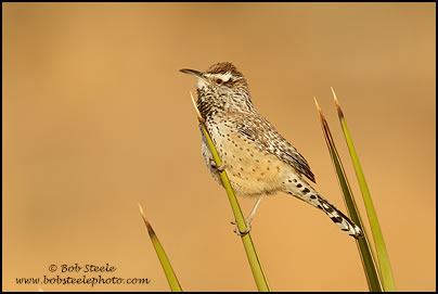 Cactus Wren (Campylorhynchus brunneicapillus)