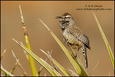 Cactus Wren (Campylorhynchus brunneicapillus)