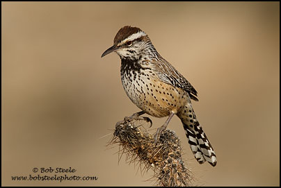 Cactus Wren (Campylorhynchus brunneicapillus)