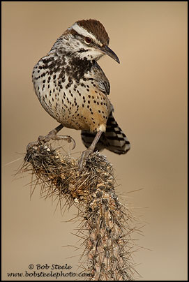 Cactus Wren (Campylorhynchus brunneicapillus)