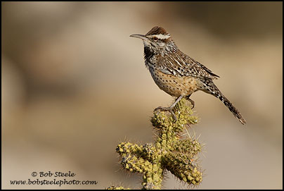 Cactus Wren (Campylorhynchus brunneicapillus)