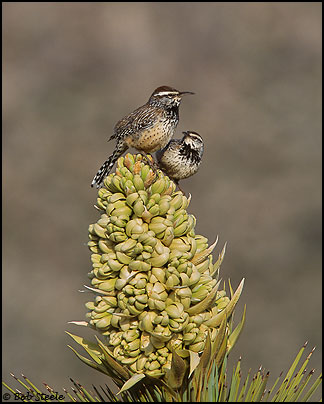 Cactus Wren (Campylorhynchus brunneicapillus)