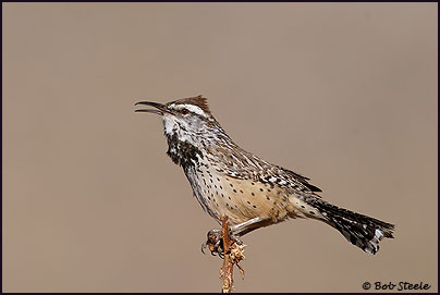 Cactus Wren (Campylorhynchus brunneicapillus)