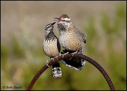 Cactus Wren (Campylorhynchus brunneicapillus)