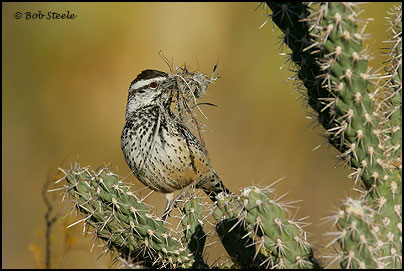 Cactus Wren (Campylorhynchus brunneicapillus)