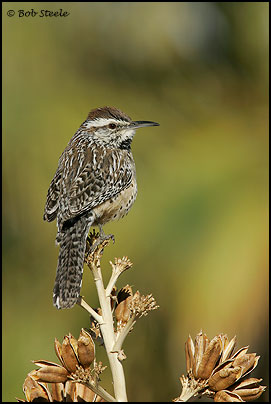 Cactus Wren (Campylorhynchus brunneicapillus)
