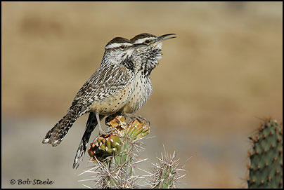 Cactus Wren (Campylorhynchus brunneicapillus)