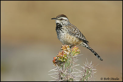 Cactus Wren (Campylorhynchus brunneicapillus)