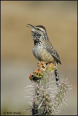 Cactus Wren (Campylorhynchus brunneicapillus)