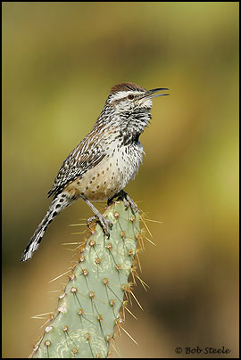 Cactus Wren (Campylorhynchus brunneicapillus)
