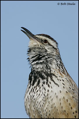 Cactus Wren (Campylorhynchus brunneicapillus)