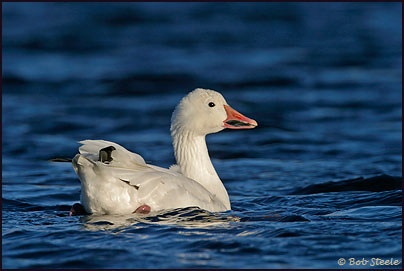 Snow Goose (Chen caerulescens)